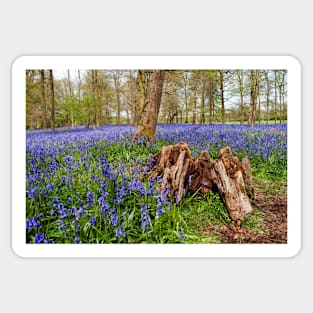 Bluebell Woods Greys Court Oxfordshire UK Sticker